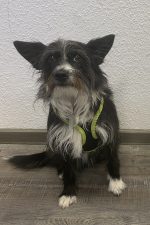 Ein kleiner Hund namens Sammy